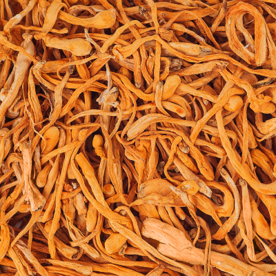 Cordyceps Mushroom Mycelium